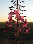 SX15042 Rosebay Willowherb (Charmerion angustifolium) at sunset.jpg